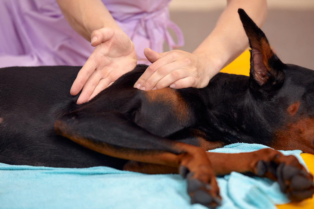 Terapii alternative pentru animale: Acupunctură, masaj